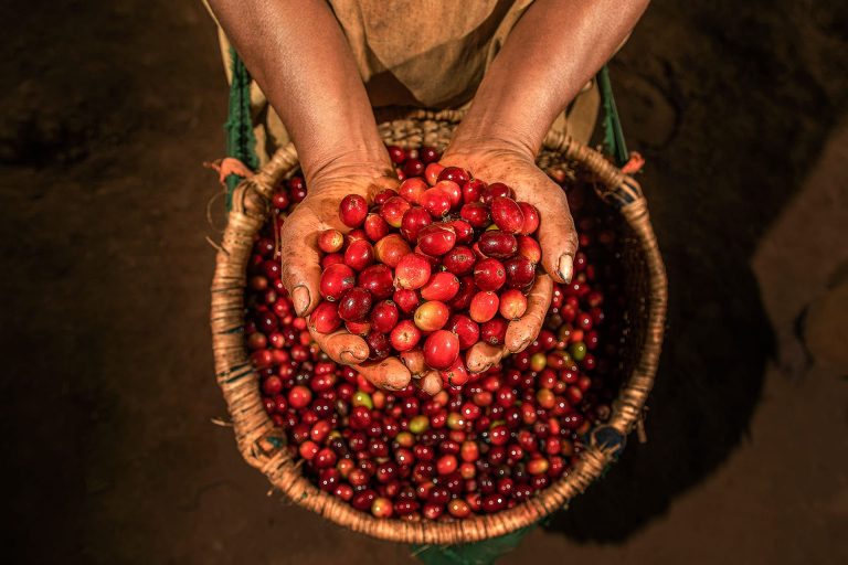 Frutos de café