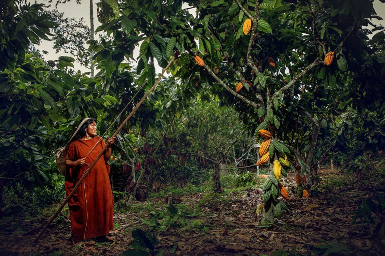Cultivo de cacao