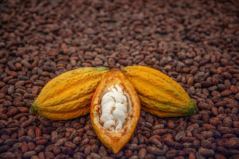 Mazorca y granos de cacao