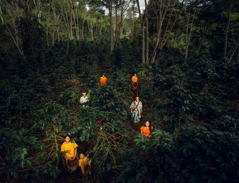 Cultivo de café