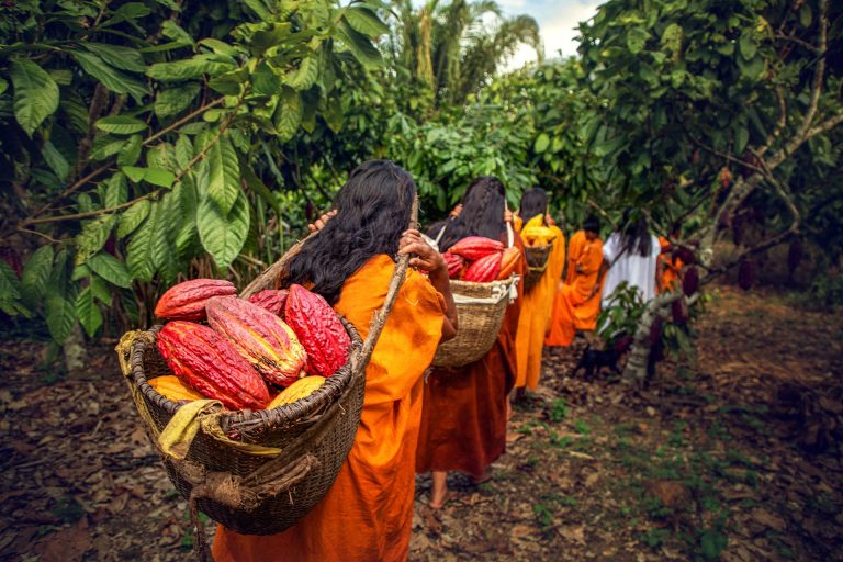 Cestas con cacao