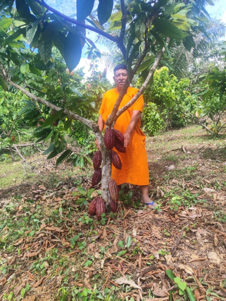 Cacao en el árbol
