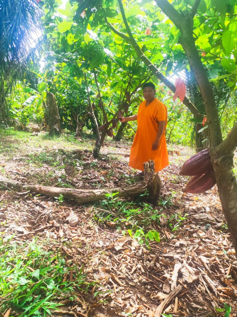Cultivo de cacao