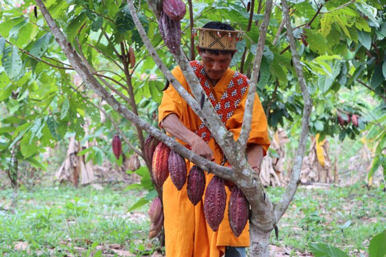 Mazorcas de cacao