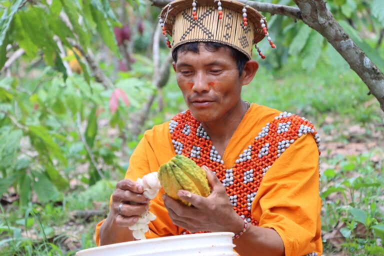 Mazorca de cacao
