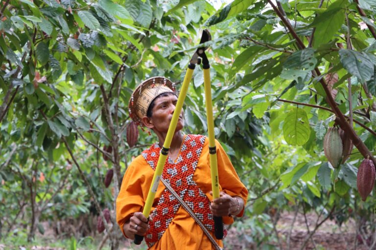 Cosecha de cacao