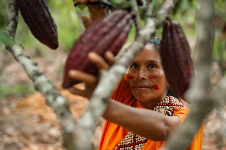 Cosecha de cacao
