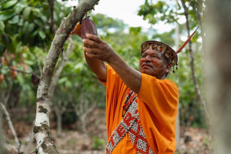Cosecha de cacao