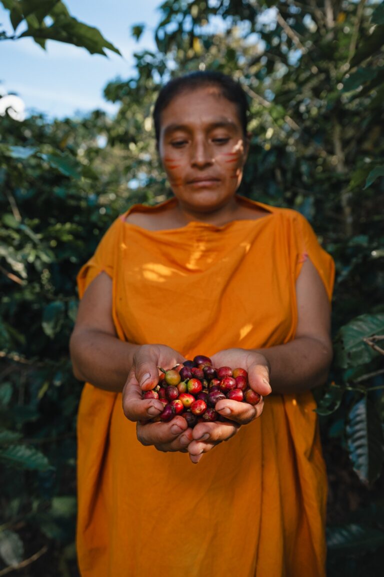 Frutos de café