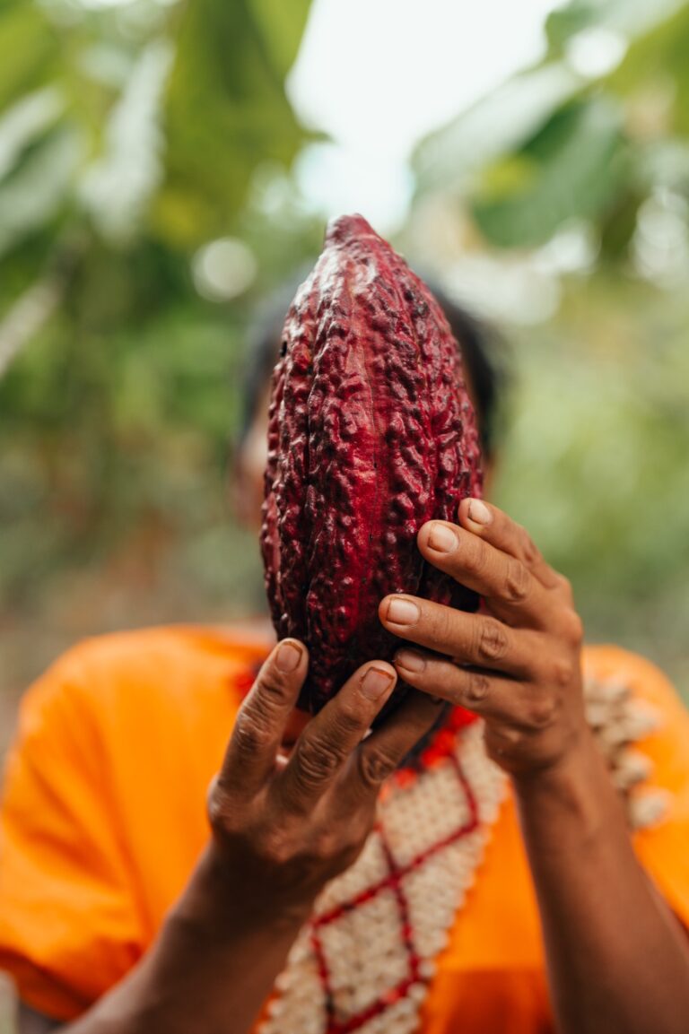 Mazorca de cacao